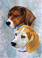 BEAGLES (Special Order)
