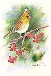 Bird With Berries